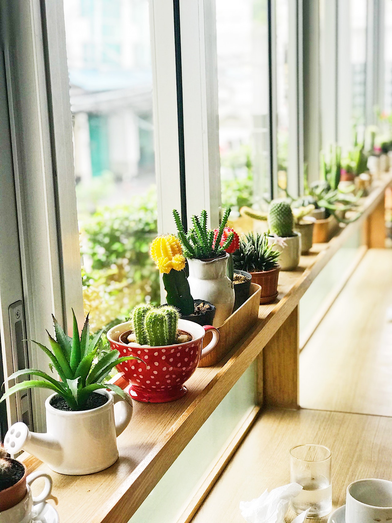 Aluminum windows with plants on the sill